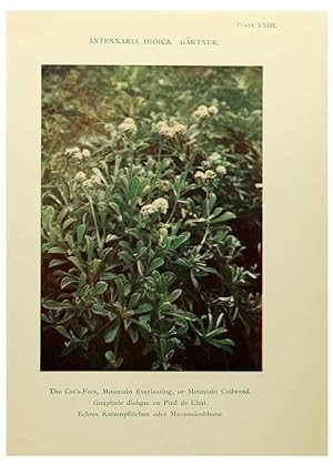 Immagine del venditore per Reproduccin/Reproduction 48592225086: Summer flowers of the high Alps /. London :Dent ;1910. venduto da EL BOLETIN