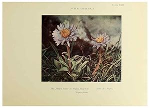 Immagine del venditore per Reproduccin/Reproduction 48592224486: Summer flowers of the high Alps /. London :Dent ;1910. venduto da EL BOLETIN