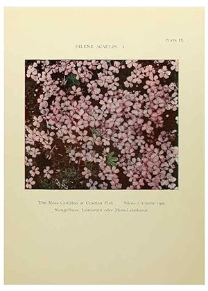 Immagine del venditore per Reproduccin/Reproduction 48592357942: Summer flowers of the high Alps /. London :Dent ;1910. venduto da EL BOLETIN