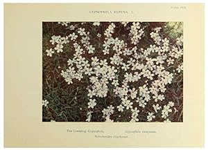 Immagine del venditore per Reproduccin/Reproduction 48592357537: Summer flowers of the high Alps /. London :Dent ;1910. venduto da EL BOLETIN