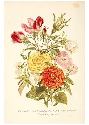 Image du vendeur pour Reproduccin/Reproduction 48591569381: The language of flowers, or, Floral emblems of thoughts, feelings, and sentiments /. London ;G. Routledge,1869. mis en vente par EL BOLETIN