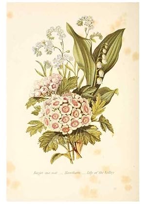 Image du vendeur pour Reproduccin/Reproduction 48591570711: The language of flowers, or, Floral emblems of thoughts, feelings, and sentiments /. London ;G. Routledge,1869. mis en vente par EL BOLETIN