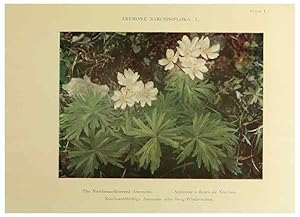 Immagine del venditore per Reproduccin/Reproduction 48592214266: Summer flowers of the high Alps /. London :Dent ;1910. venduto da EL BOLETIN
