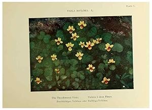 Immagine del venditore per Reproduccin/Reproduction 48592216396: Summer flowers of the high Alps /. London :Dent ;1910. venduto da EL BOLETIN