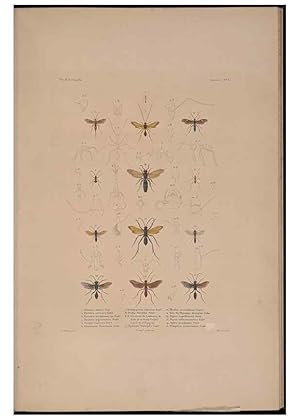 Image du vendeur pour Reproduccin/Reproduction 48347034287: Voyage autour du monde :. Paris :Arthus Bertrand,1825-1830 [i.e. 1838]. mis en vente par EL BOLETIN