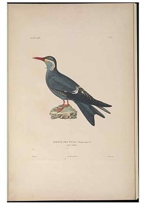 Image du vendeur pour Reproduccin/Reproduction 48346957287: Voyage autour du monde :. Paris :Arthus Bertrand,1825-1830 [i.e. 1838]. mis en vente par EL BOLETIN