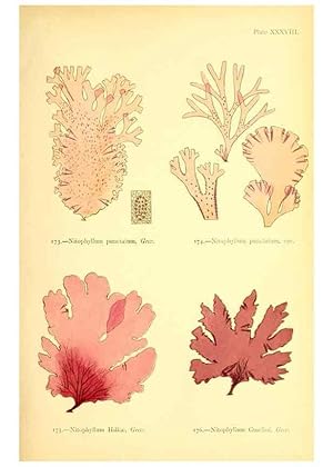 Seller image for Reproduccin/Reproduction 48346326006: British sea-weeds. London :Bell and Daldy,1872. for sale by EL BOLETIN