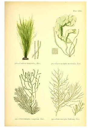 Seller image for Reproduccin/Reproduction 48346338741: British sea-weeds. London :Bell and Daldy,1872. for sale by EL BOLETIN