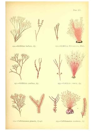 Seller image for Reproduccin/Reproduction 48346332281: British sea-weeds. London :Bell and Daldy,1872. for sale by EL BOLETIN