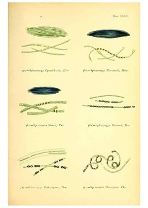 Imagen del vendedor de Reproduccin/Reproduction 48346478612: British sea-weeds. London :Bell and Daldy,1872. a la venta por EL BOLETIN