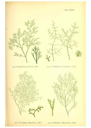 Seller image for Reproduccin/Reproduction 48346470897: British sea-weeds. London :Bell and Daldy,1872. for sale by EL BOLETIN