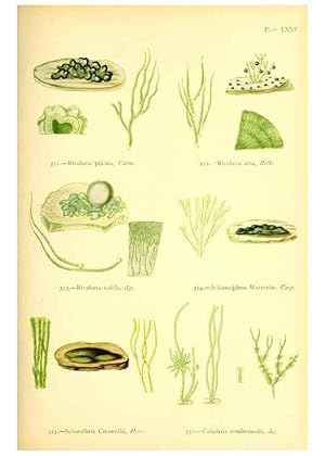 Seller image for Reproduccin/Reproduction 48346341071: British sea-weeds. London :Bell and Daldy,1872. for sale by EL BOLETIN