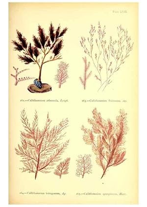 Imagen del vendedor de Reproduccin/Reproduction 48346468387: British sea-weeds. London :Bell and Daldy,1872. a la venta por EL BOLETIN