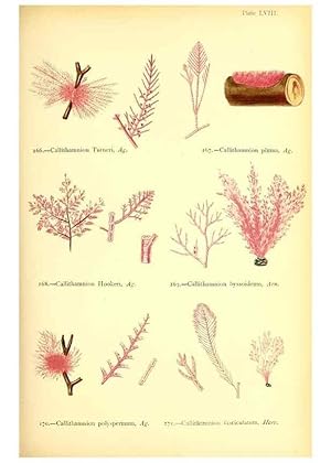 Seller image for Reproduccin/Reproduction 48346333406: British sea-weeds. London :Bell and Daldy,1872. for sale by EL BOLETIN