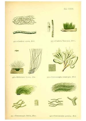 Seller image for Reproduccin/Reproduction 48346474927: British sea-weeds. London :Bell and Daldy,1872. for sale by EL BOLETIN