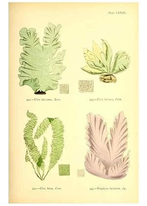 Seller image for Reproduccin/Reproduction 48346339986: British sea-weeds. London :Bell and Daldy,1872. for sale by EL BOLETIN