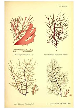 Seller image for Reproduccin/Reproduction 48346464992: British sea-weeds. London :Bell and Daldy,1872. for sale by EL BOLETIN