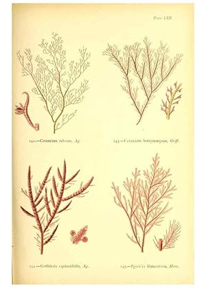 Seller image for Reproduccin/Reproduction 48346467002: British sea-weeds. London :Bell and Daldy,1872. for sale by EL BOLETIN