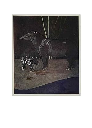 Image du vendeur pour Reproduccin/Reproduction 48346871772: The childhood of animals,. New York,F. A. Stokes[1912]. mis en vente par EL BOLETIN