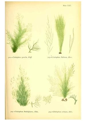 Imagen del vendedor de Reproduccin/Reproduction 48346471942: British sea-weeds. London :Bell and Daldy,1872. a la venta por EL BOLETIN