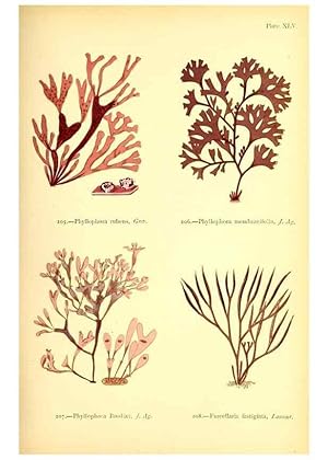 Seller image for Reproduccin/Reproduction 48346328776: British sea-weeds. London :Bell and Daldy,1872. for sale by EL BOLETIN