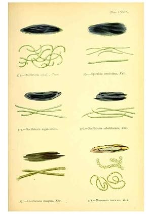Seller image for Reproduccin/Reproduction 48346478207: British sea-weeds. London :Bell and Daldy,1872. for sale by EL BOLETIN