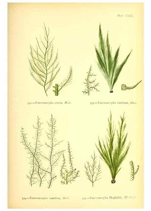 Seller image for Reproduccin/Reproduction 48346474477: British sea-weeds. London :Bell and Daldy,1872. for sale by EL BOLETIN