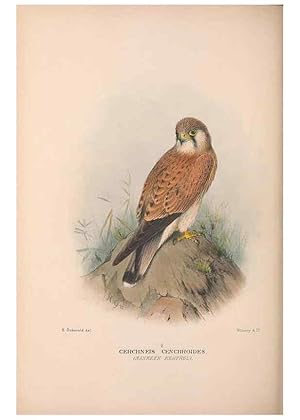 Seller image for Reproduccin/Reproduction 48684214978: The Birds of Australia. London :Witherby & Co.,1910-1927. for sale by EL BOLETIN