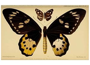 Seller image for Reproduccin/Reproduction 48683920887: Transactions of the Entomological Society of London. London,The Society. for sale by EL BOLETIN