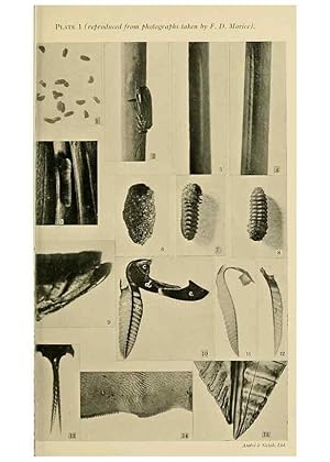 Immagine del venditore per Reproduccin/Reproduction 48683743781: Transactions of the Entomological Society of London. London,The Society. venduto da EL BOLETIN