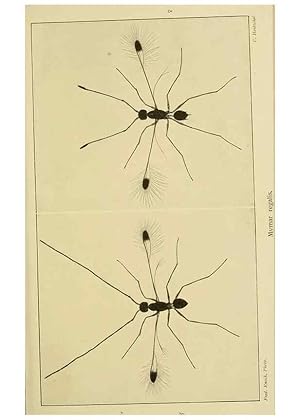 Immagine del venditore per Reproduccin/Reproduction 48683404763: Transactions of the Entomological Society of London. London,The Society. venduto da EL BOLETIN