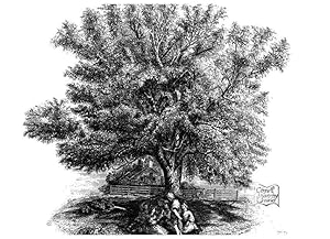 Seller image for Reproduccin/Reproduction 48636778053: The trees of America. Boston,W. White[1855-58]. for sale by EL BOLETIN