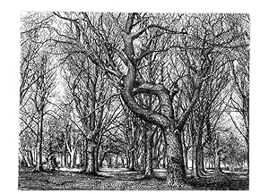 Seller image for Reproduccin/Reproduction 48637128346: The trees of America. Boston,W. White[1855-58]. for sale by EL BOLETIN