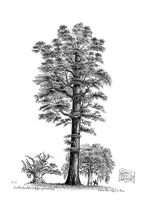 Seller image for Reproduccin/Reproduction 48636772703: The trees of America. Boston,W. White[1855-58]. for sale by EL BOLETIN