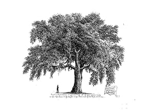 Seller image for Reproduccin/Reproduction 48637271047: The trees of America. Boston,W. White[1855-58]. for sale by EL BOLETIN