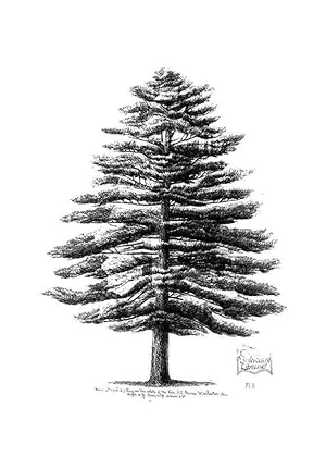 Seller image for Reproduccin/Reproduction 48636777633: The trees of America. Boston,W. White[1855-58]. for sale by EL BOLETIN