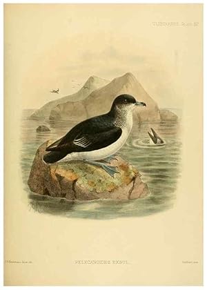 Seller image for Reproduccin/Reproduction 32695298937: A monograph of the petrels (order Tubinares) /. London :Witherby & Co. .,1907-1910. for sale by EL BOLETIN