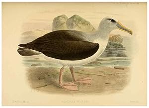 Seller image for Reproduccin/Reproduction 47637919661: A monograph of the petrels (order Tubinares) /. London :Witherby & Co. .,1907-1910. for sale by EL BOLETIN