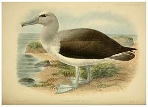 Seller image for Reproduccin/Reproduction 47637921181: A monograph of the petrels (order Tubinares) /. London :Witherby & Co. .,1907-1910. for sale by EL BOLETIN