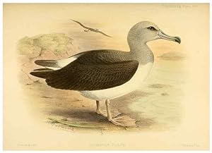 Seller image for Reproduccin/Reproduction 47637920111: A monograph of the petrels (order Tubinares) /. London :Witherby & Co. .,1907-1910. for sale by EL BOLETIN