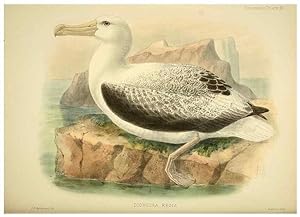 Seller image for Reproduccin/Reproduction 47637916521: A monograph of the petrels (order Tubinares) /. London :Witherby & Co. .,1907-1910. for sale by EL BOLETIN