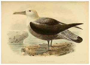 Seller image for Reproduccin/Reproduction 46913619904: A monograph of the petrels (order Tubinares) /. London :Witherby & Co. .,1907-1910. for sale by EL BOLETIN