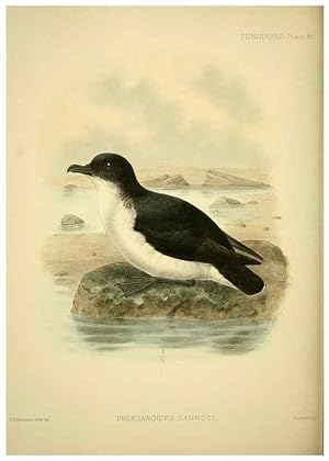 Seller image for Reproduccin/Reproduction 47637915851: A monograph of the petrels (order Tubinares) /. London :Witherby & Co. .,1907-1910. for sale by EL BOLETIN