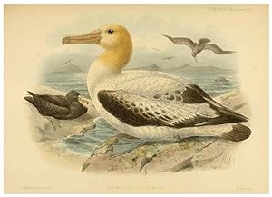 Seller image for Reproduccin/Reproduction 47637917101: A monograph of the petrels (order Tubinares) /. London :Witherby & Co. .,1907-1910. for sale by EL BOLETIN