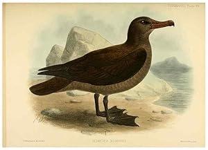 Seller image for Reproduccin/Reproduction 46913621024: A monograph of the petrels (order Tubinares) /. London :Witherby & Co. .,1907-1910. for sale by EL BOLETIN