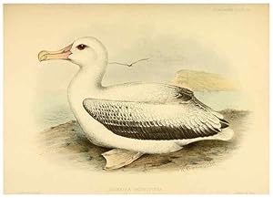 Seller image for Reproduccin/Reproduction 33760463748: A monograph of the petrels (order Tubinares) /. London :Witherby & Co. .,1907-1910. for sale by EL BOLETIN