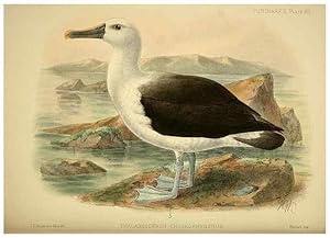 Seller image for Reproduccin/Reproduction 46913625244: A monograph of the petrels (order Tubinares) /. London :Witherby & Co. .,1907-1910. for sale by EL BOLETIN