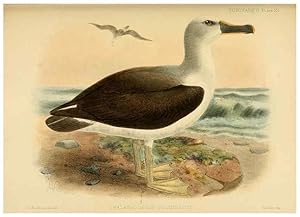 Seller image for Reproduccin/Reproduction 47637921651: A monograph of the petrels (order Tubinares) /. London :Witherby & Co. .,1907-1910. for sale by EL BOLETIN