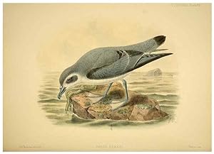 Seller image for Reproduccin/Reproduction 46722216655: A monograph of the petrels (order Tubinares) /. London :Witherby & Co. .,1907-1910. for sale by EL BOLETIN