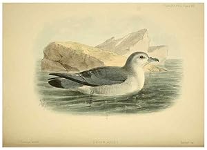 Seller image for Reproduccin/Reproduction 32695298227: A monograph of the petrels (order Tubinares) /. London :Witherby & Co. .,1907-1910. for sale by EL BOLETIN